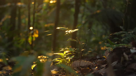 Morgenlicht-Auf-Pflanzen-Im-Amazonaswald-Französisch-Guayana